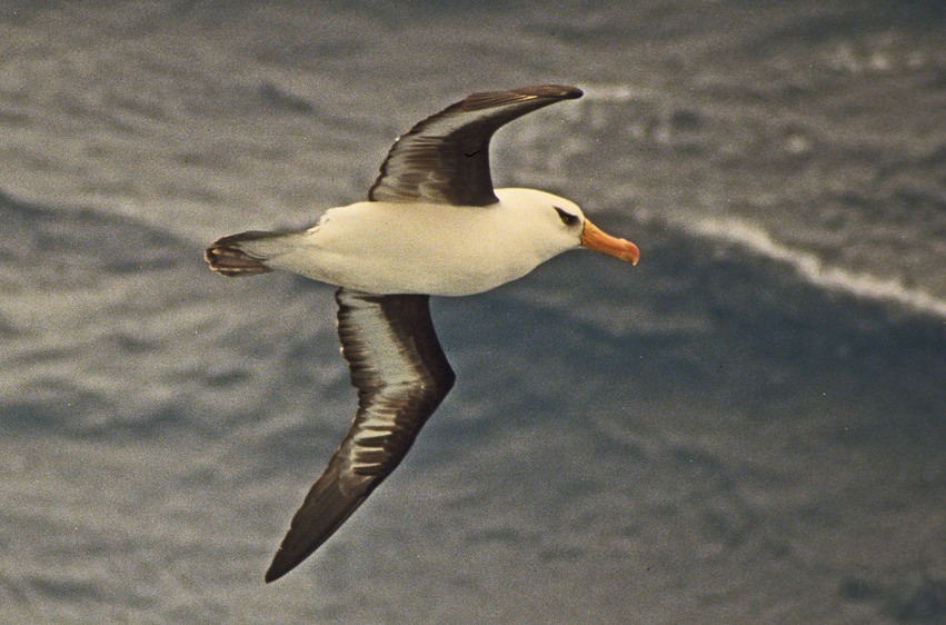 Albatross 10 mod