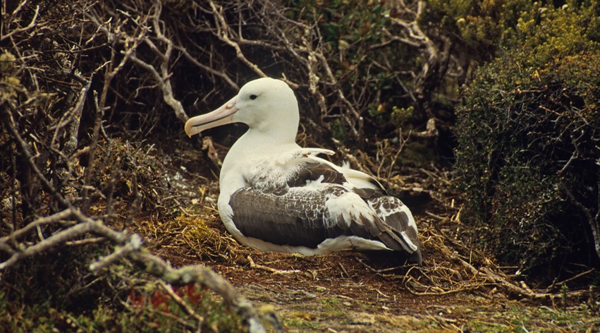 Albatross nest mod