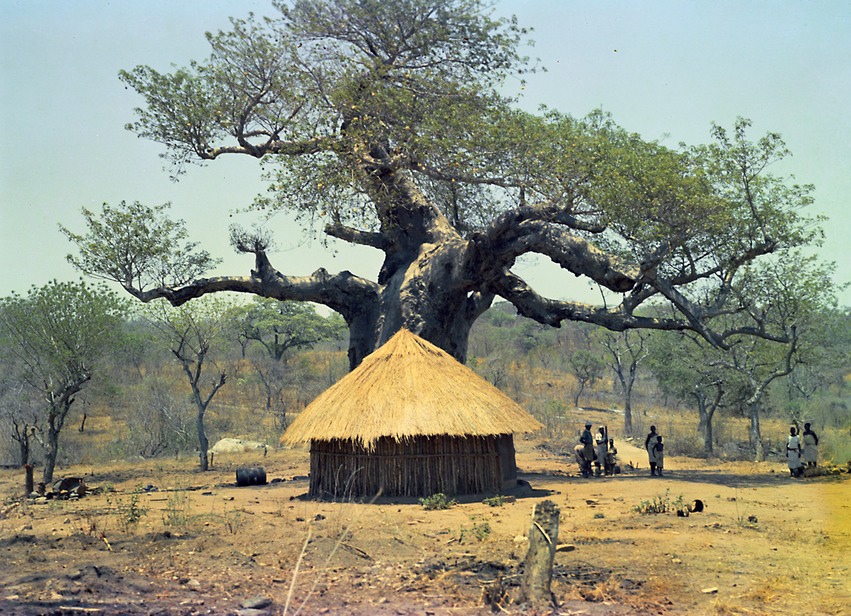 Idol hut baobab