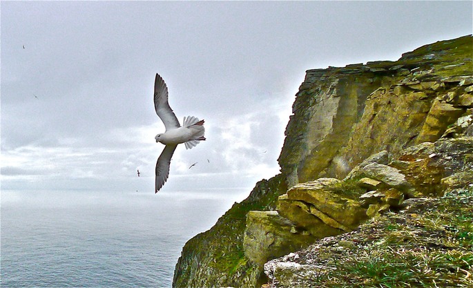 Fulmar on cliffs. Hirta, St.Kilda