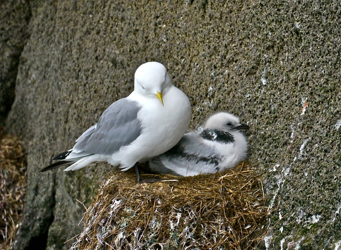 Kittiwake and chick at Grimsey Island