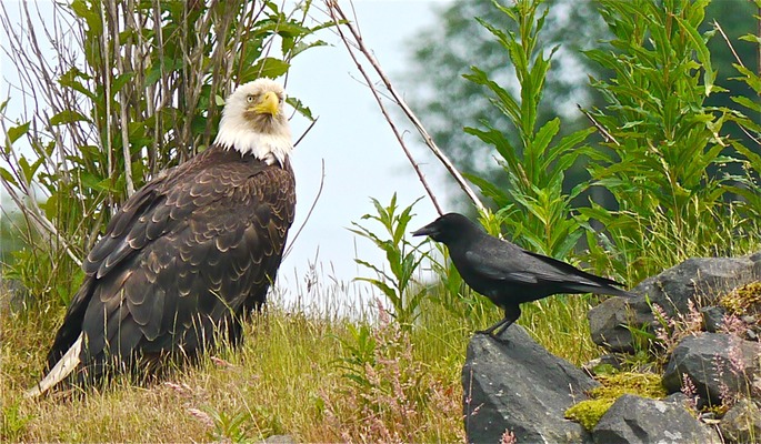 Eagle meets raven at Port Hardy