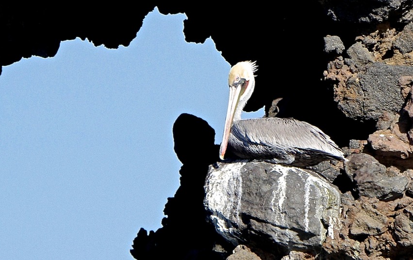 Pelican Anacapa