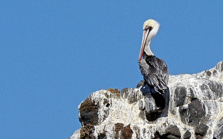 Pelican Anacapa