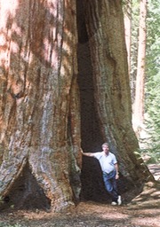 Tony giant sequoia